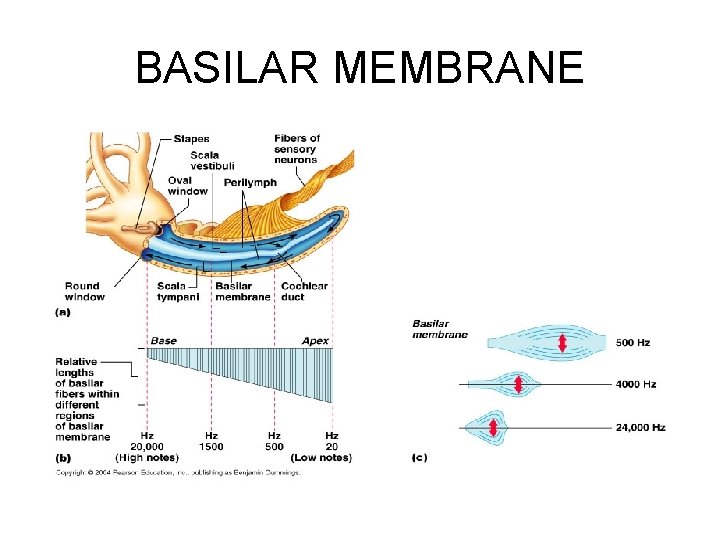 BASILAR MEMBRANE 