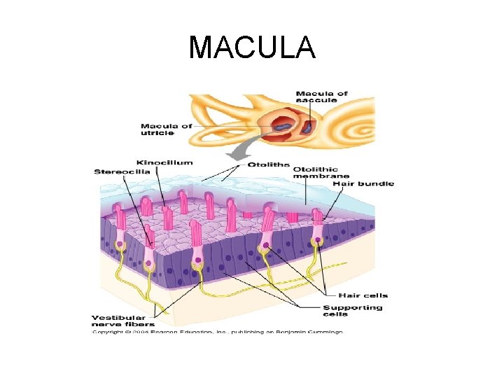 MACULA 