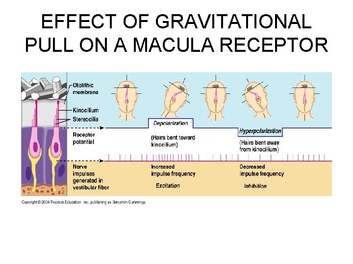 EFFECT OF GRAVITATIONAL PULL ON A MACULA RECEPTOR 