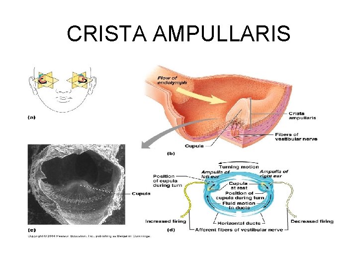 CRISTA AMPULLARIS 