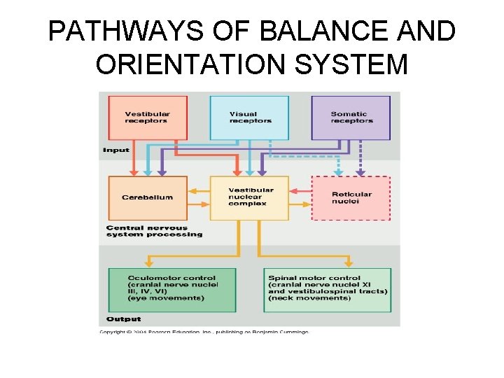 PATHWAYS OF BALANCE AND ORIENTATION SYSTEM 