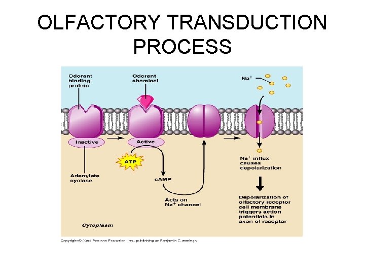 OLFACTORY TRANSDUCTION PROCESS 