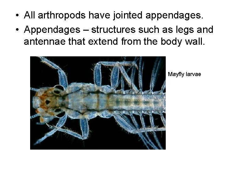  • All arthropods have jointed appendages. • Appendages – structures such as legs