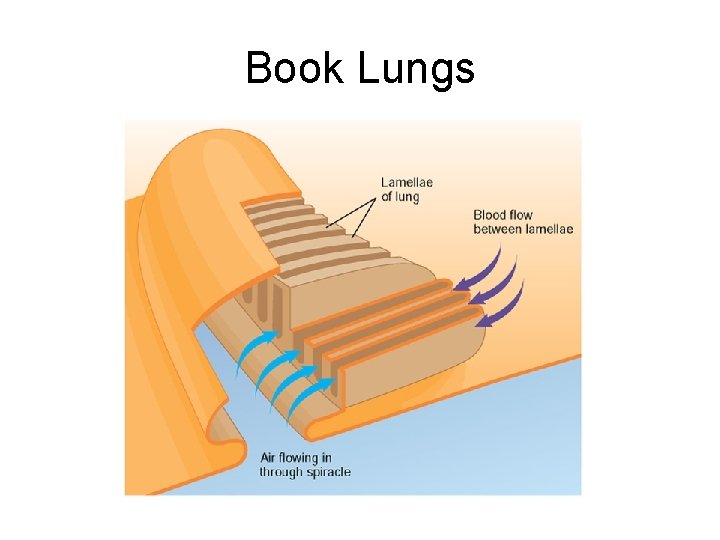 Book Lungs 