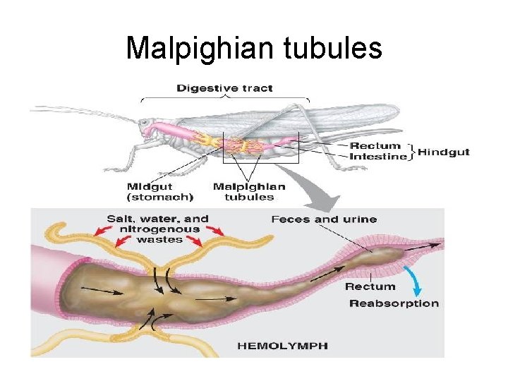 Malpighian tubules 