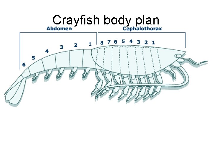 Crayfish body plan 