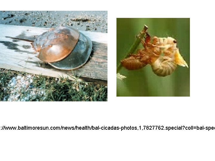 p: //www. baltimoresun. com/news/health/bal-cicadas-photos, 1, 7827762. special? coll=bal-spec 