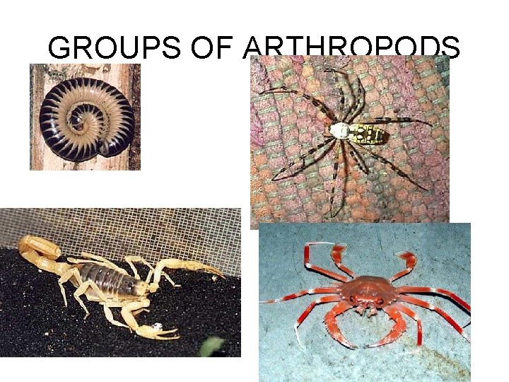 GROUPS OF ARTHROPODS 