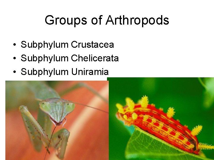 Groups of Arthropods • Subphylum Crustacea • Subphylum Chelicerata • Subphylum Uniramia 
