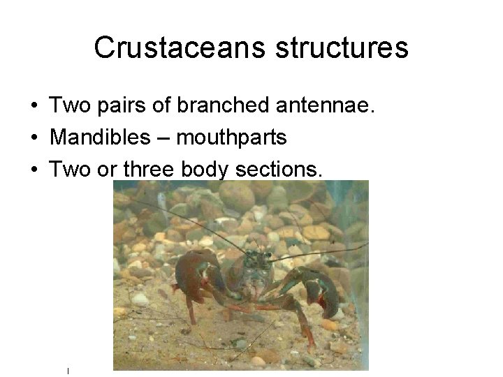 Crustaceans structures • Two pairs of branched antennae. • Mandibles – mouthparts • Two
