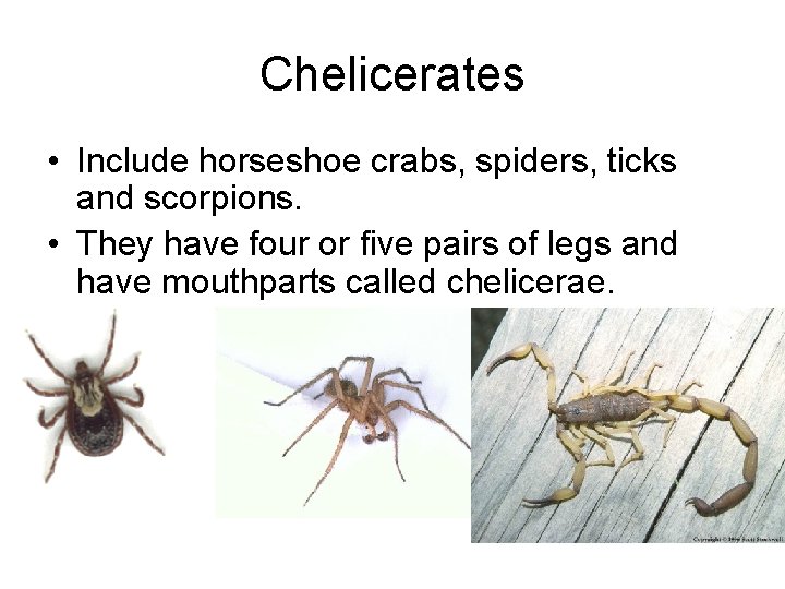 Chelicerates • Include horseshoe crabs, spiders, ticks and scorpions. • They have four or