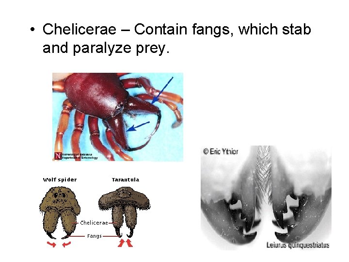  • Chelicerae – Contain fangs, which stab and paralyze prey. 