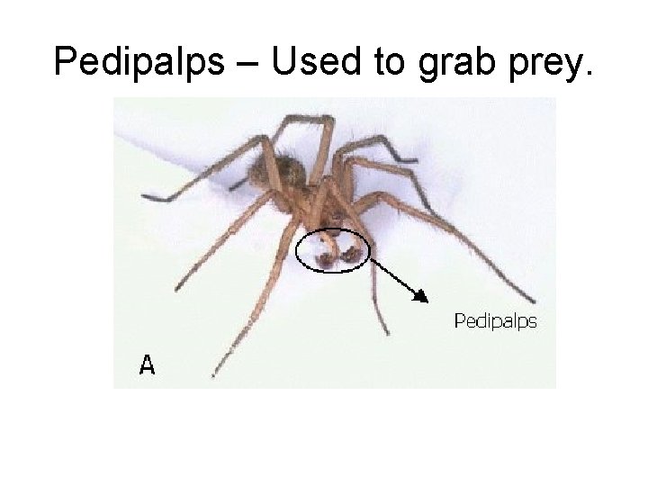 Pedipalps – Used to grab prey. 