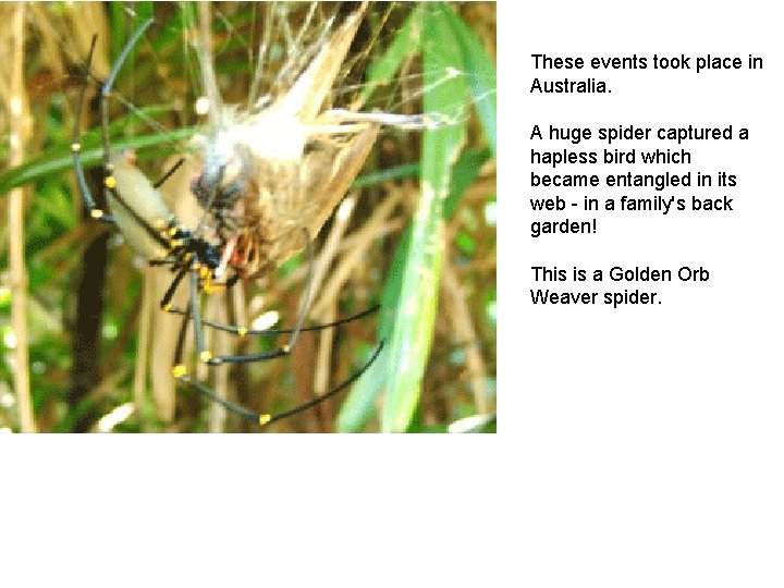 These events took place in Australia. A huge spider captured a hapless bird which