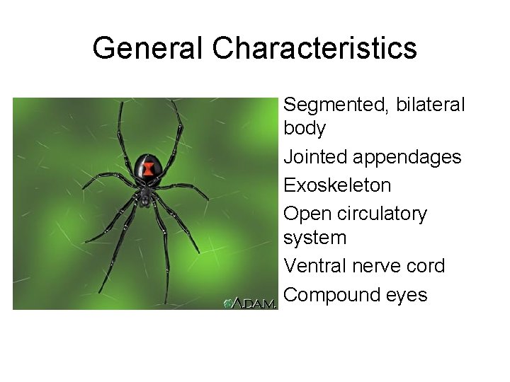 General Characteristics • Segmented, bilateral body • Jointed appendages • Exoskeleton • Open circulatory