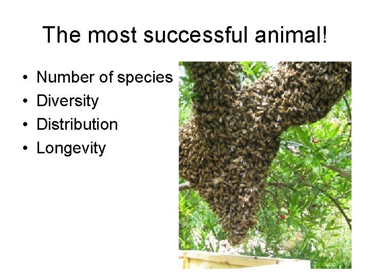 The most successful animal! • • Number of species Diversity Distribution Longevity 