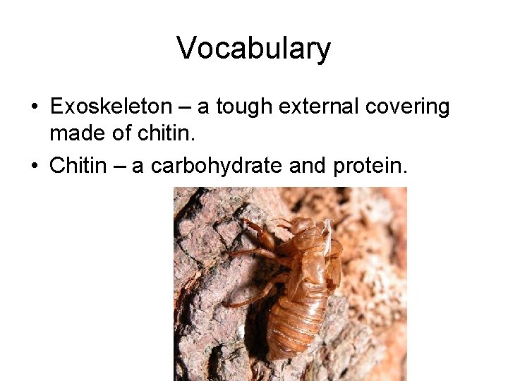 Vocabulary • Exoskeleton – a tough external covering made of chitin. • Chitin –
