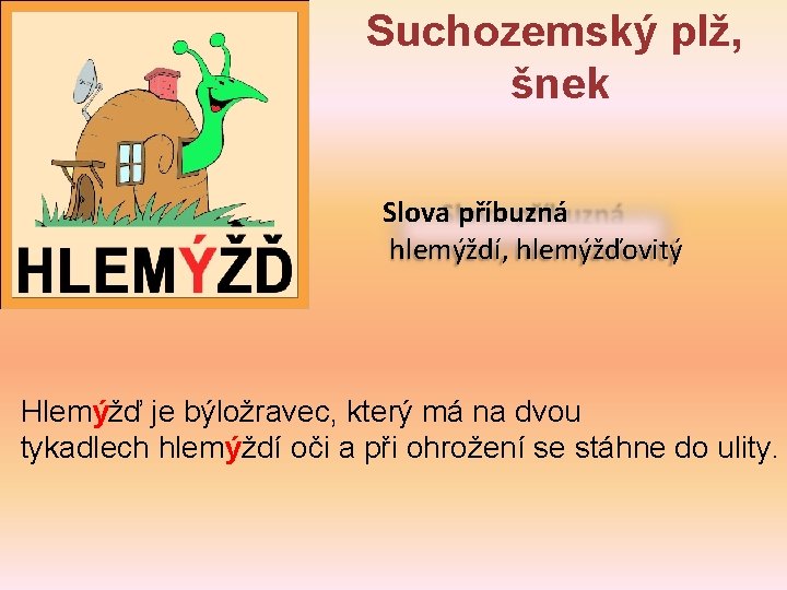 Suchozemský plž, šnek Slova příbuzná hlemýždí, hlemýžďovitý Hlemýžď je býložravec, který má na dvou Suchozemský plž, šnek Slova příbuzná hlemýždí, hlemýžďovitý Hlemýžď je býložravec, který má na dvou