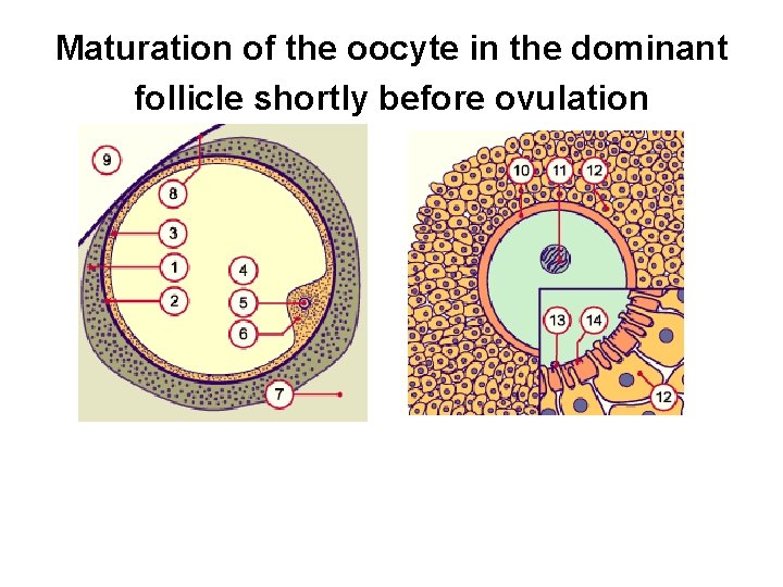Maturation of the oocyte in the dominant follicle shortly before ovulation 