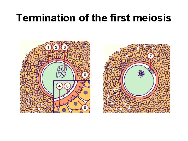 Termination of the first meiosis 