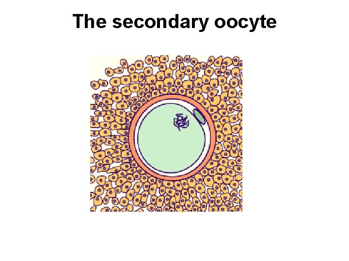 The secondary oocyte 