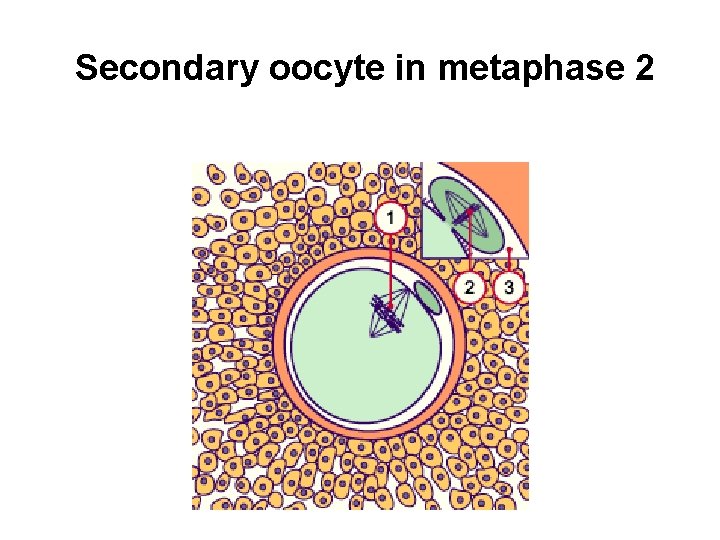  Secondary oocyte in metaphase 2 