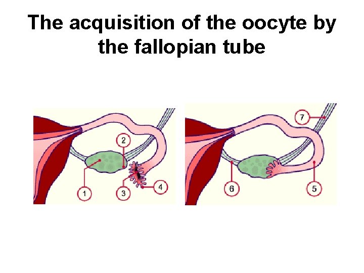 The acquisition of the oocyte by the fallopian tube 