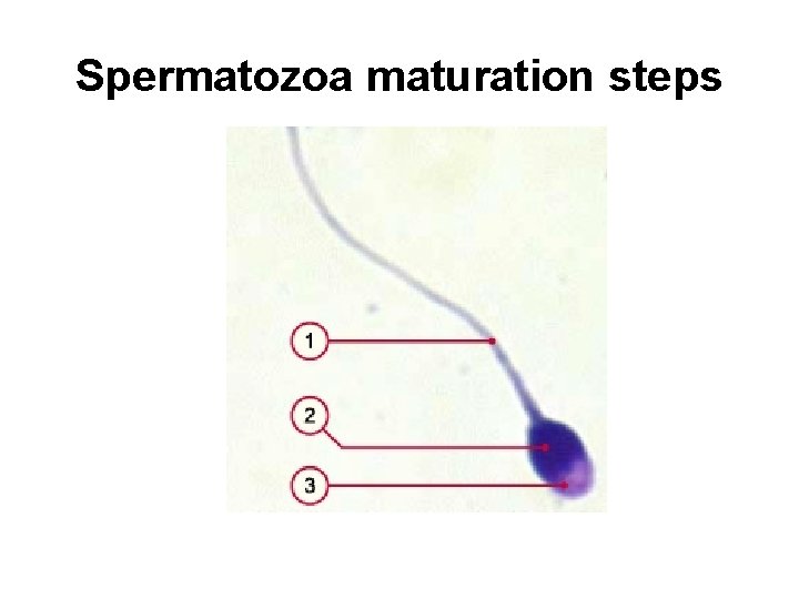 Spermatozoa maturation steps 