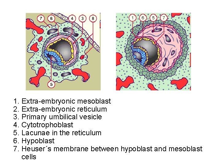 1. Extra-embryonic mesoblast 2. Extra-embryonic reticulum 3. Primary umbilical vesicle 4. Cytotrophoblast 5. Lacunae