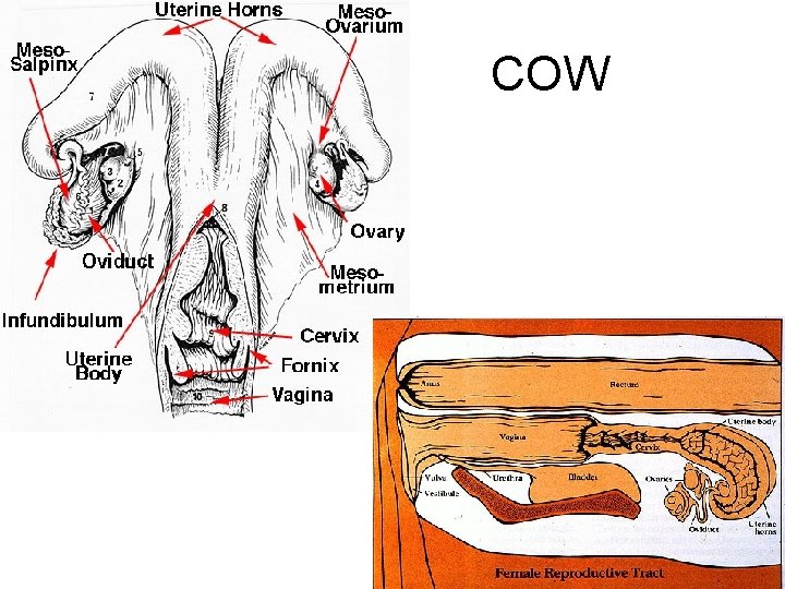 COW 