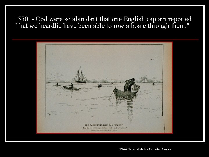 1550 - Cod were so abundant that one English captain reported "that we heardlie