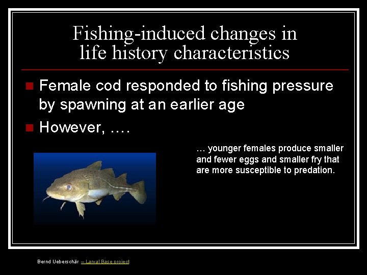 Fishing-induced changes in life history characteristics Female cod responded to fishing pressure by spawning