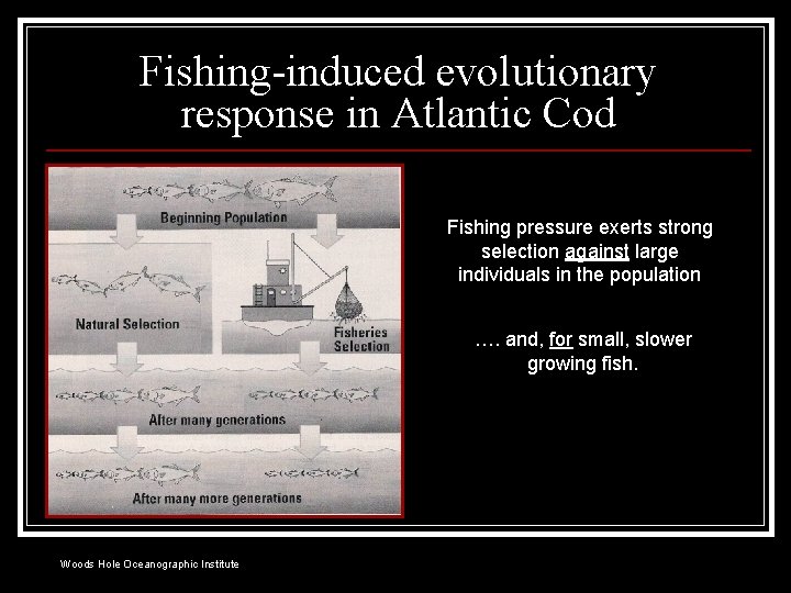 Fishing-induced evolutionary response in Atlantic Cod Fishing pressure exerts strong selection against large individuals