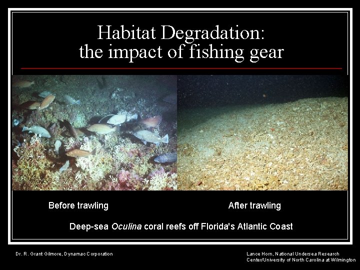 Habitat Degradation: the impact of fishing gear Before trawling After trawling Deep-sea Oculina coral