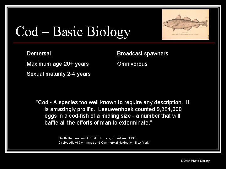 Cod – Basic Biology Demersal Broadcast spawners Maximum age 20+ years Omnivorous Sexual maturity