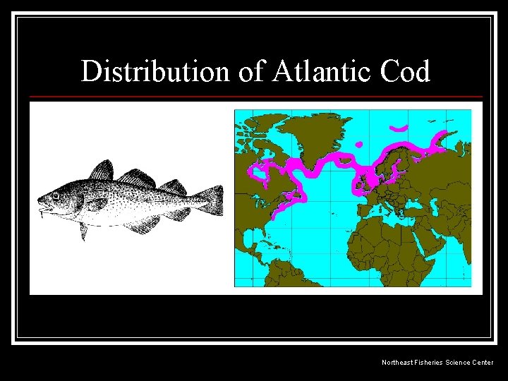 Distribution of Atlantic Cod Northeast Fisheries Science Center 