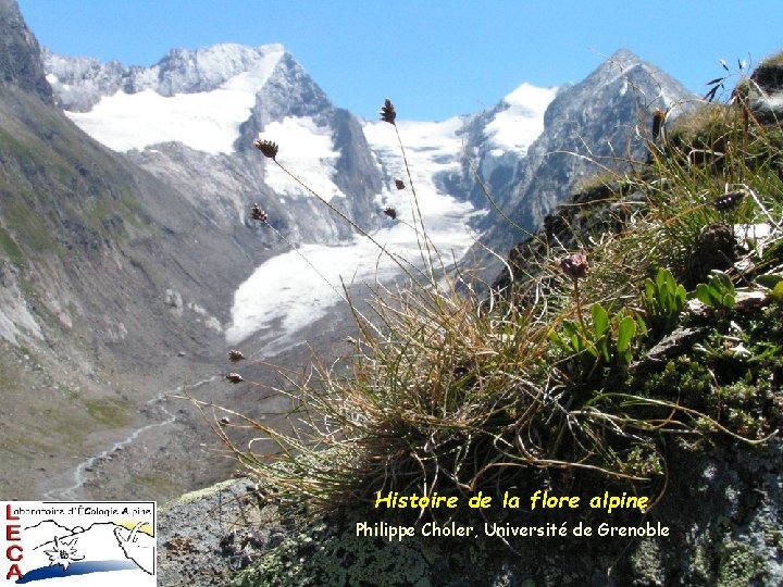 Histoire de la flore alpine Philippe Choler, Université de Grenoble Histoire de la flore alpine Philippe Choler, Université de Grenoble
