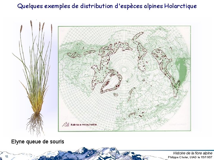 Quelques exemples de distribution d'espèces alpines Holarctique Elyne queue de souris 12 Histoire de Quelques exemples de distribution d'espèces alpines Holarctique Elyne queue de souris 12 Histoire de