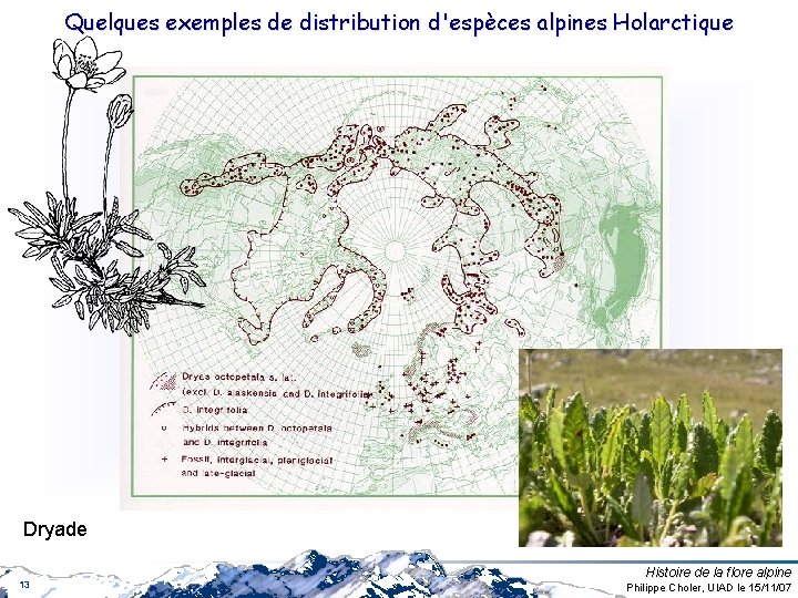 Quelques exemples de distribution d'espèces alpines Holarctique Dryade 13 Histoire de la flore alpine Quelques exemples de distribution d'espèces alpines Holarctique Dryade 13 Histoire de la flore alpine