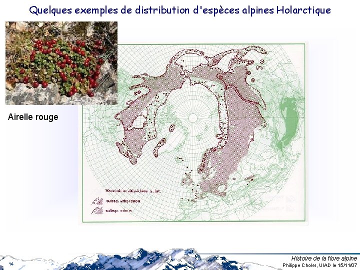Quelques exemples de distribution d'espèces alpines Holarctique Airelle rouge 14 Histoire de la flore Quelques exemples de distribution d'espèces alpines Holarctique Airelle rouge 14 Histoire de la flore