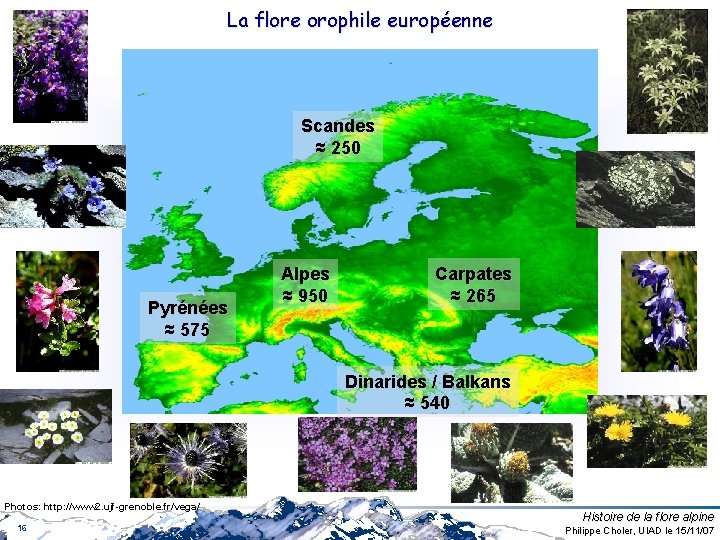 La flore orophile européenne Scandes ≈ 250 Pyrénées ≈ 575 Alpes ≈ 950 Carpates La flore orophile européenne Scandes ≈ 250 Pyrénées ≈ 575 Alpes ≈ 950 Carpates