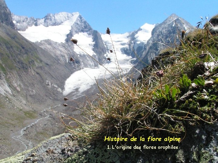 Histoire de la flore alpine 1. L'origine des flores orophiles Histoire de la flore alpine 1. L'origine des flores orophiles
