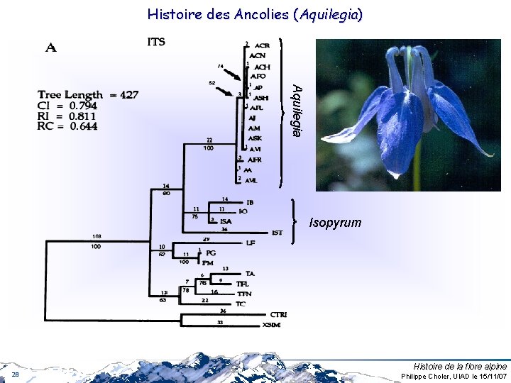 Histoire des Ancolies (Aquilegia) Aquilegia Isopyrum 28 Histoire de la flore alpine Philippe Choler, Histoire des Ancolies (Aquilegia) Aquilegia Isopyrum 28 Histoire de la flore alpine Philippe Choler,