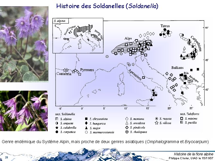 Histoire des Soldanelles (Soldanella) Genre endémique du Système Alpin, mais proche de deux genres Histoire des Soldanelles (Soldanella) Genre endémique du Système Alpin, mais proche de deux genres