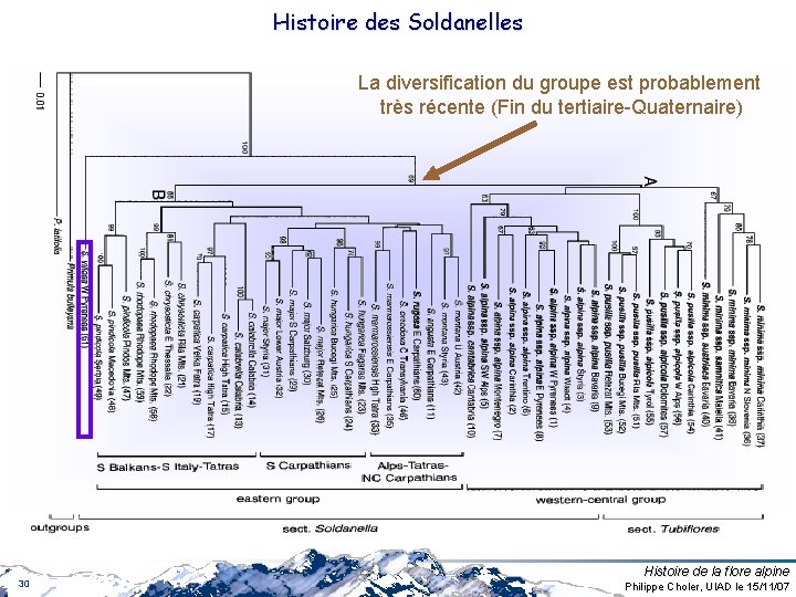 Histoire des Soldanelles La diversification du groupe est probablement très récente (Fin du tertiaire-Quaternaire) Histoire des Soldanelles La diversification du groupe est probablement très récente (Fin du tertiaire-Quaternaire)