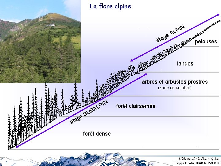 La flore alpine IN P AL ge a t é pelouses landes arbres et La flore alpine IN P AL ge a t é pelouses landes arbres et