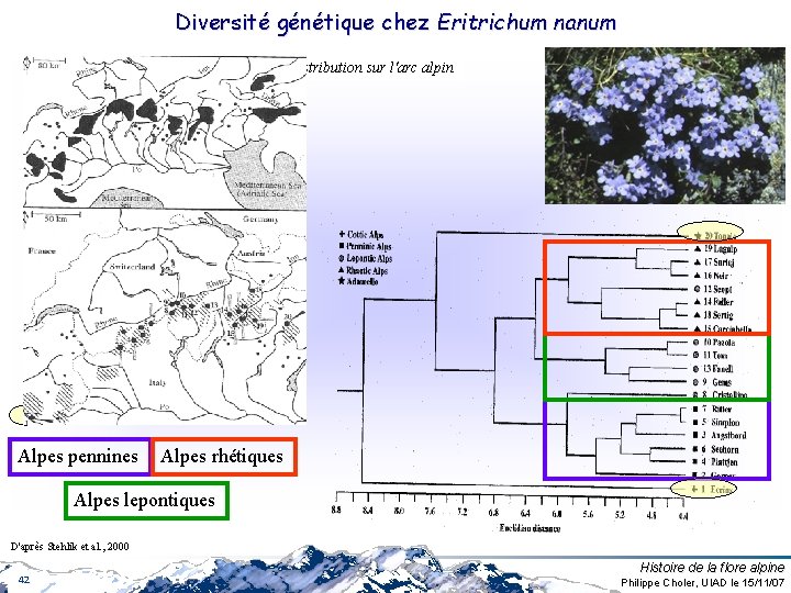 Diversité génétique chez Eritrichum nanum Distribution sur l'arc alpin Alpes pennines Alpes rhétiques Alpes Diversité génétique chez Eritrichum nanum Distribution sur l'arc alpin Alpes pennines Alpes rhétiques Alpes