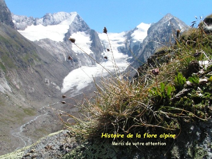 Histoire de la flore alpine Merci de votre attention Histoire de la flore alpine Merci de votre attention