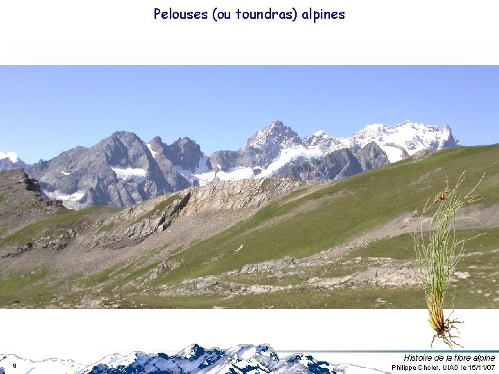 Pelouses (ou toundras) alpines 8 Histoire de la flore alpine Philippe Choler, UIAD le Pelouses (ou toundras) alpines 8 Histoire de la flore alpine Philippe Choler, UIAD le