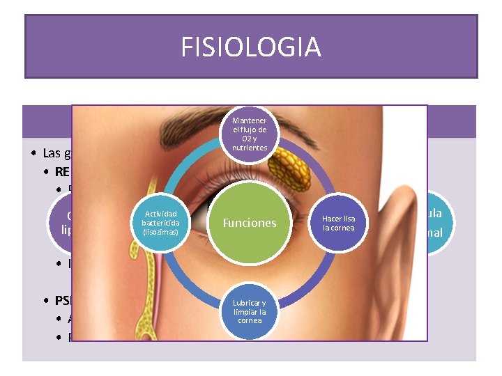 FISIOLOGIA Mantener el flujo de O 2 y nutrientes • Las glándulas lagrimales pueden